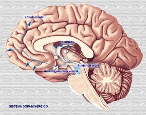 cerebro-detalles-300x237