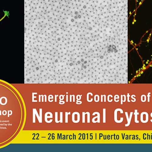 EMBO WORKSHOP Emerging Concepts of the NEURONAL CYTOSKELETON