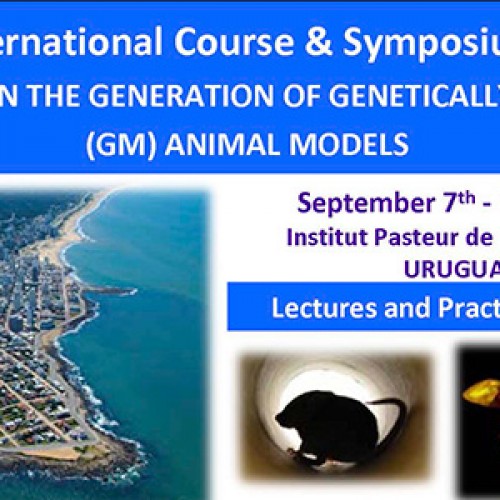 Advances In The Generation Of Genetically Modified (Gm) Animal Models