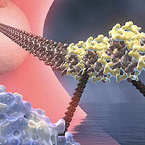 Curso posgrado Bioquímica de moléculas individuales 2016