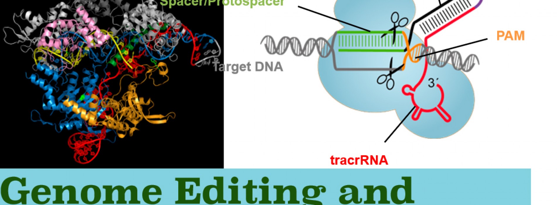 Genome Editing and Synthetic Biology
