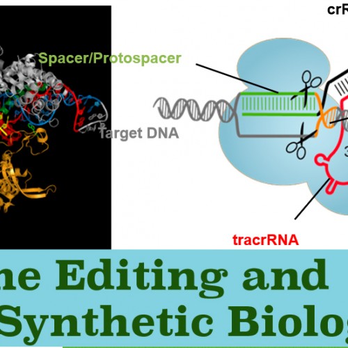 Genome Editing and Synthetic Biology