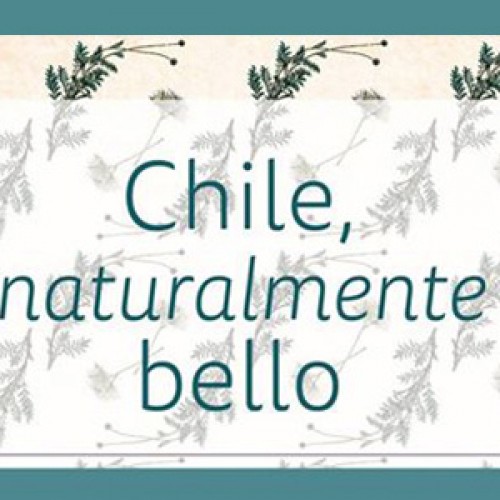 Charla: Ilustración botánica hoy