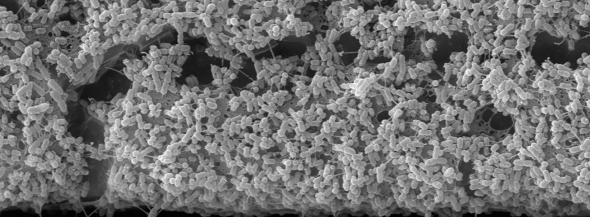 Taller Latinoamericano de Microbiología para Generar un Módulo Teórico-Práctico para la Enseñanza de Conceptos Fundamentales de la Microbiología en la Educación Media