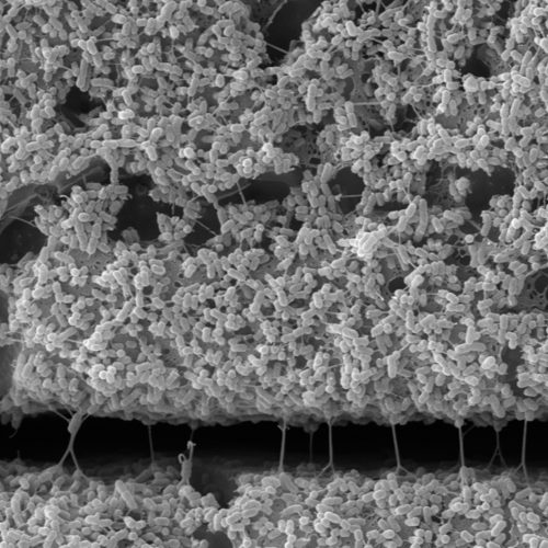 Taller Latinoamericano de Microbiología para Generar un Módulo Teórico-Práctico para la Enseñanza de Conceptos Fundamentales de la Microbiología en la Educación Media