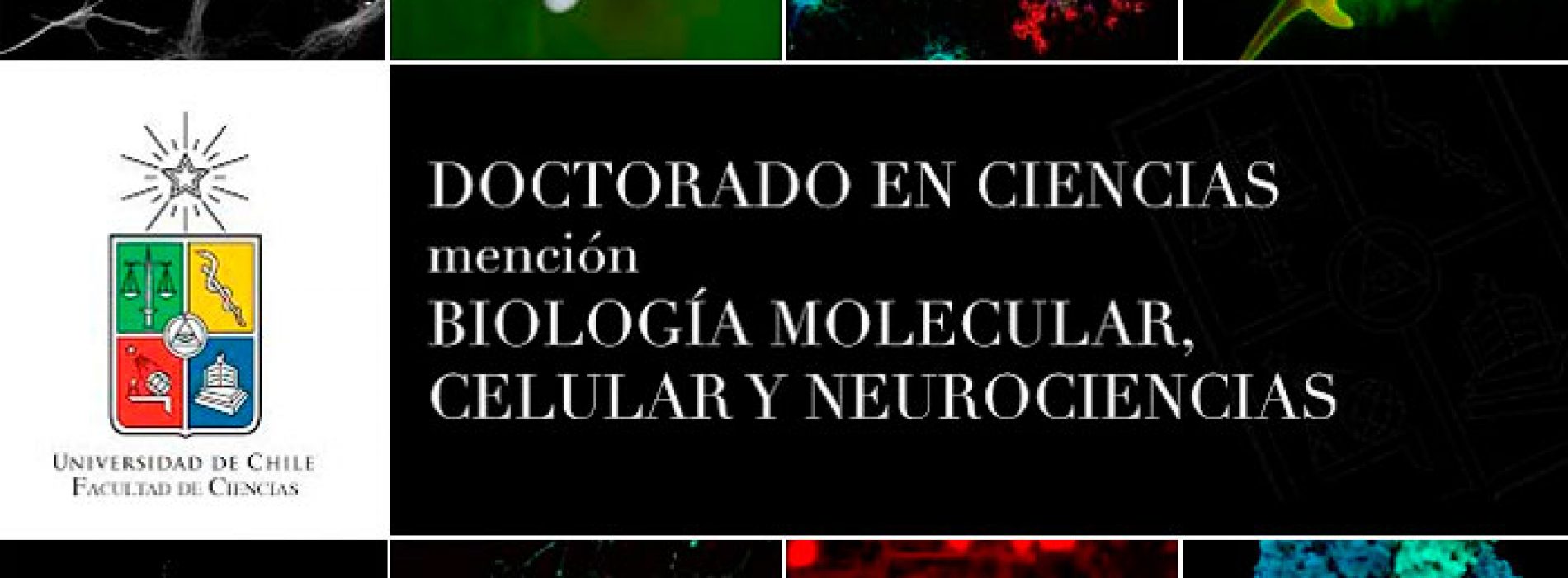 Doctorado en Ciencias mención Biología Molecular, Celular y Neurociencias