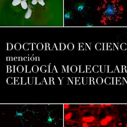 Doctorado en Ciencias mención Biología Molecular, Celular y Neurociencias