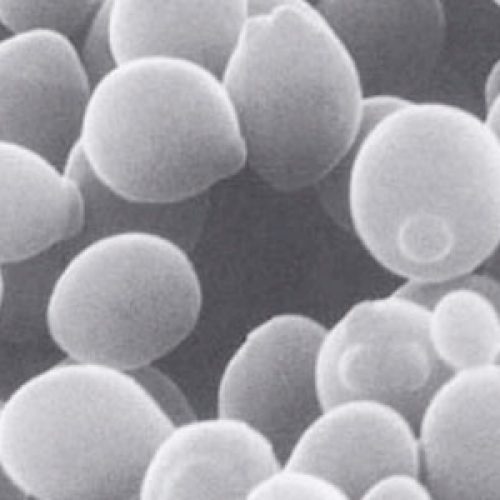 Curso de postgrado “Genética Molecular de Levaduras”