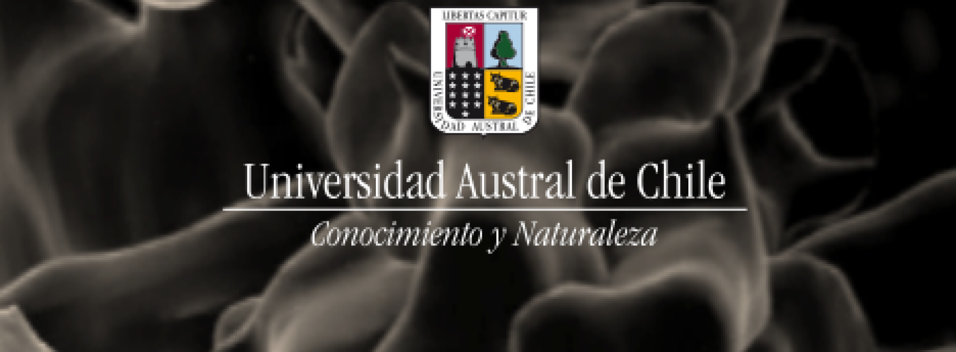 Proteins of the Austral University of Chile Austral puts at your disposal the DNA polymerases Taq and Pfu at a very good price