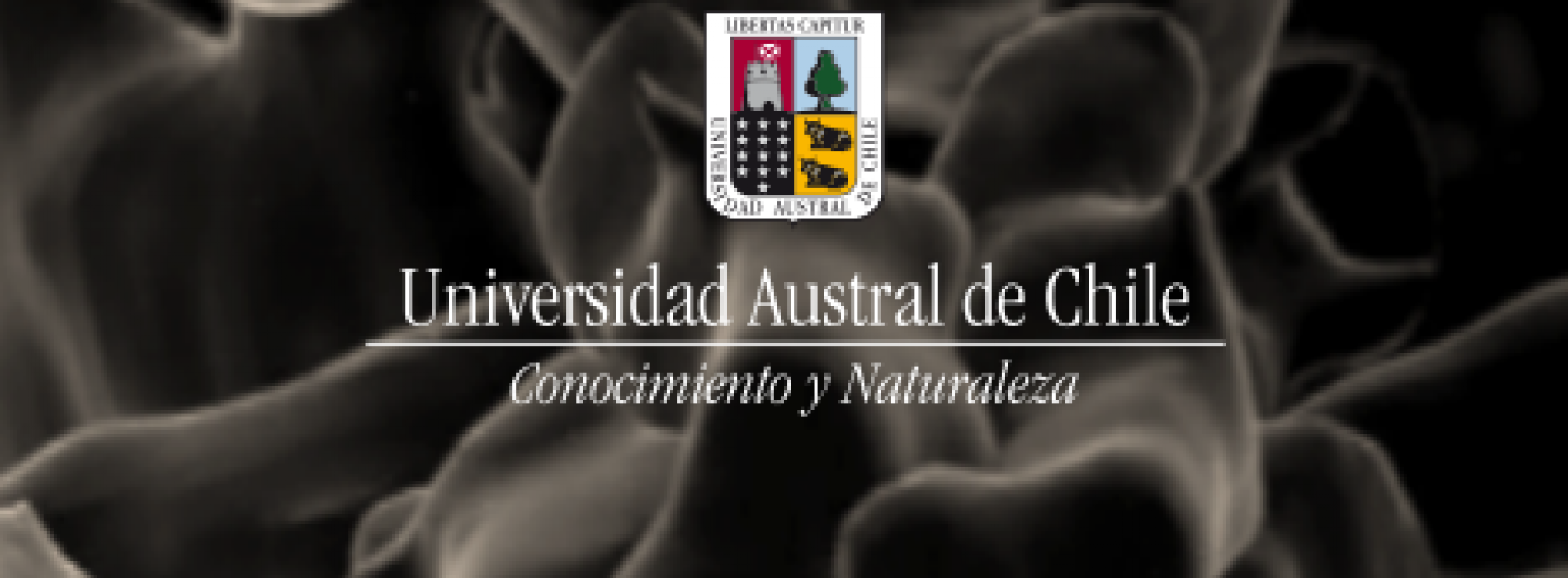 Austral Proteins de la Universidad Austral de Chile pone a su disposición las DNA polimerasas Taq y Pfu a un muy buen precio
