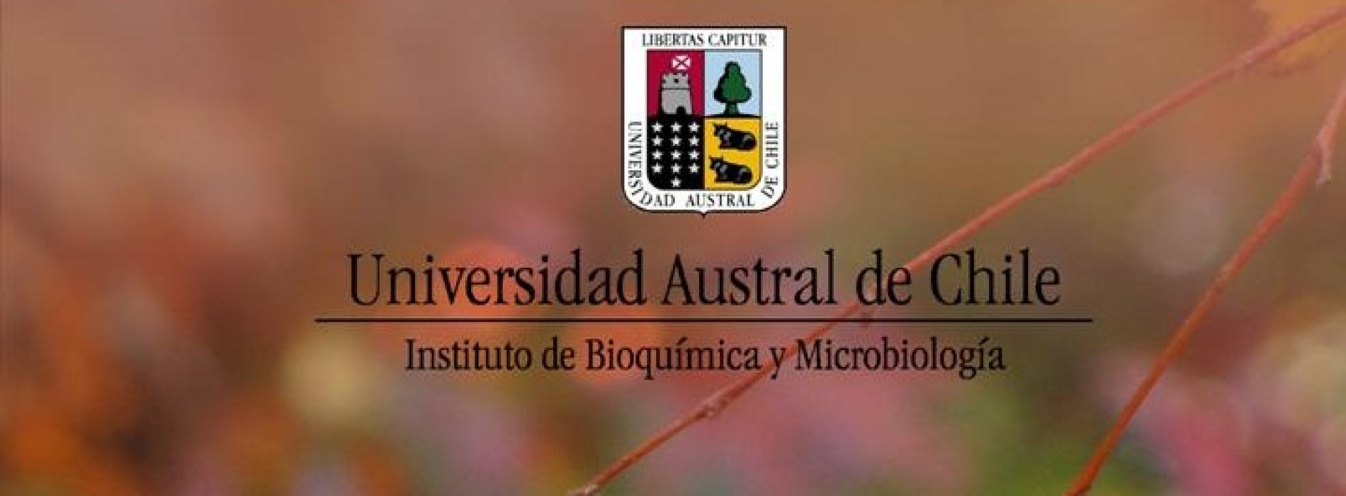 «Glicogenina no es escencial para la síntesis de Glucógeno»