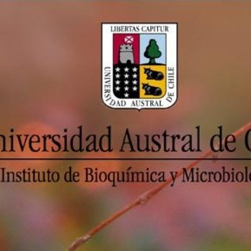 «Glicogenina no es escencial para la síntesis de Glucógeno»