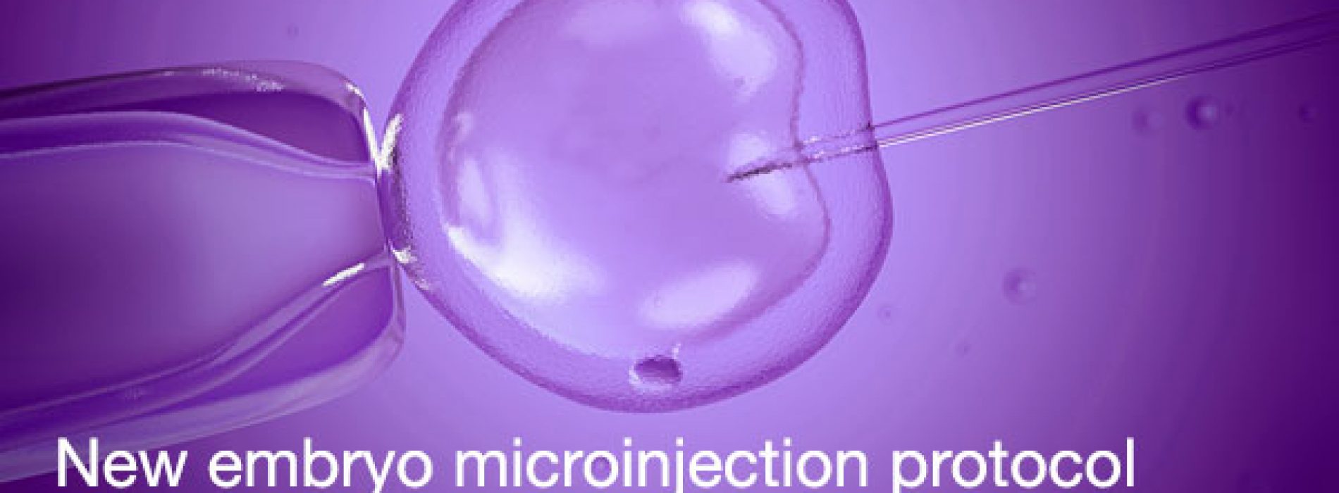 Free protocol: CRISPR embryo microinjection