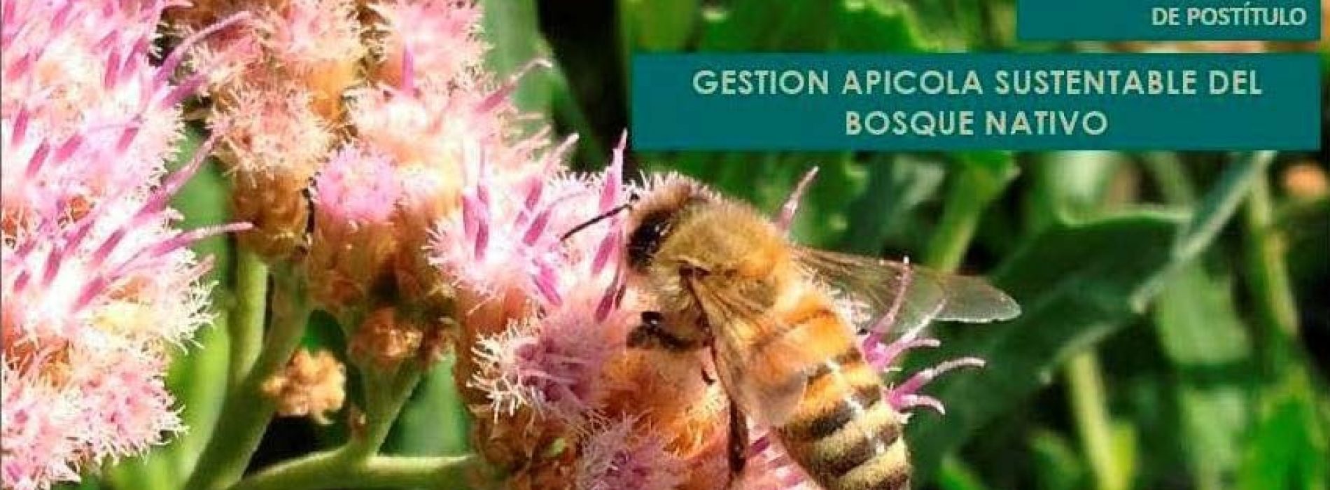 Diploma in management beekeeping sustainable of the forest native 2017