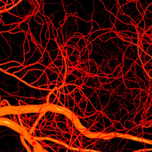 Broadcasting course "Angiogenesis: a comprehensive approach from Physiology to pathology"