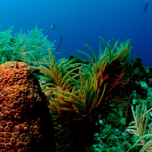 Seminario “Coral reef fish larval recruitment to reefs is a thyroid hormone-mediated metamorphosis sensitive to pesticides”