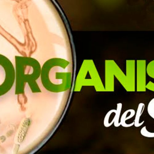 Seminario Micro Organismos del Suelo