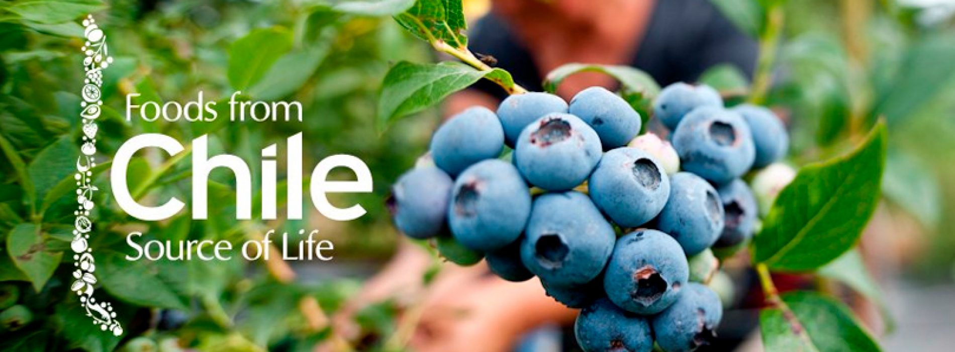 Genetics of Chilean fruit comes out to conquer the global market