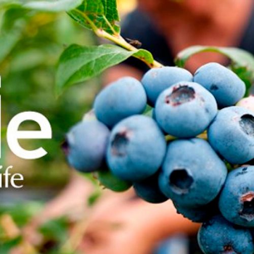 Genética de frutas chilenas sale a conquistar el mercado global
