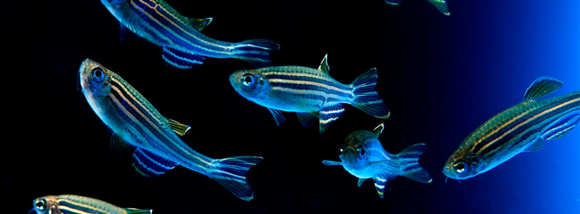 First course Latinoamericano de "Breeding, reproduction and management of laboratory-animal housing in zebrafish"