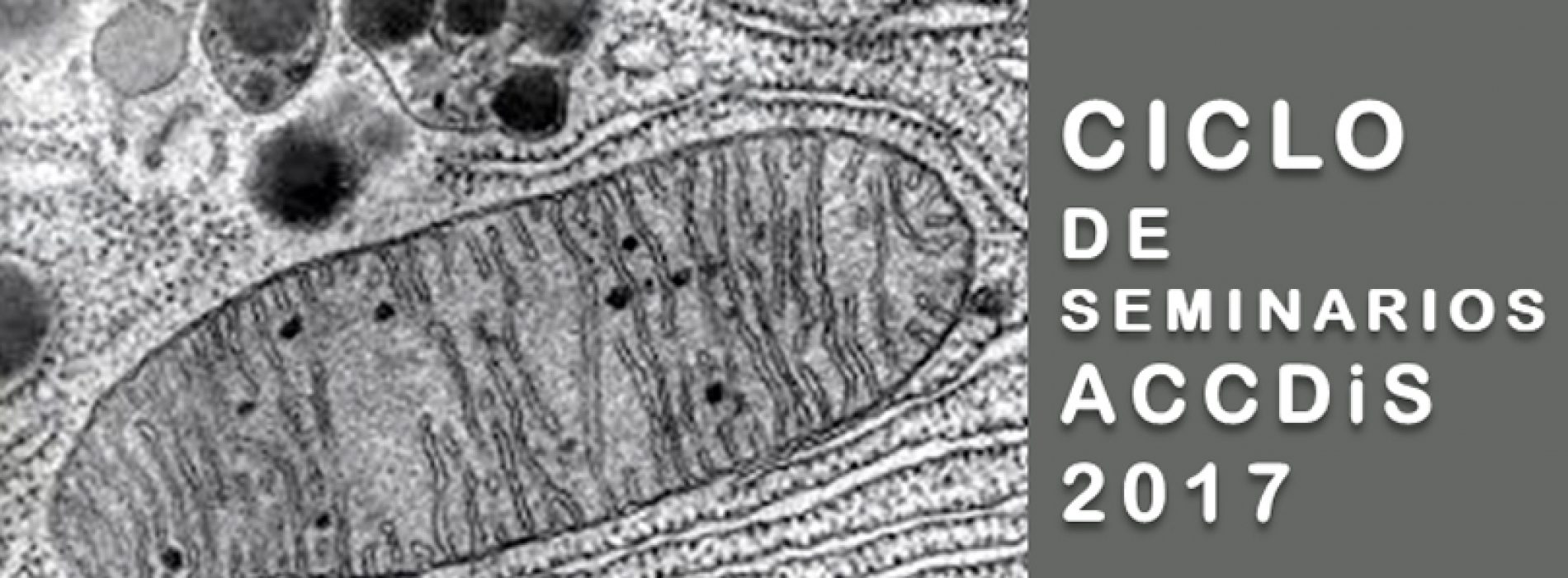 Seminario ACCDiS: «Regulation of mitochondrial function by Poldip2 supports hypoxia and cancer cell metabolic adaptation» Alejandra San Martín