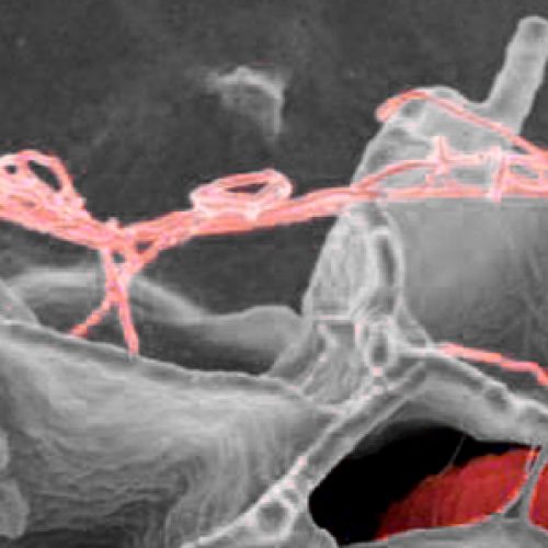 Invitacion para este Viernes 29 de Septiembre: Spring Immunology Symposium 2017