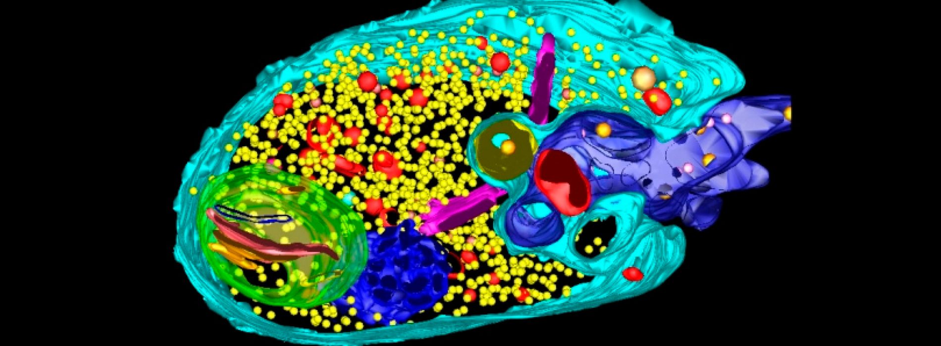 Cell Biology Course