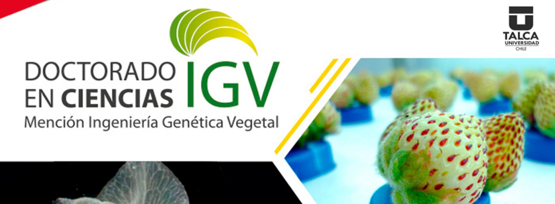 Doctorate in Sciences mention of plant genetic engineering - Universidad de Talca