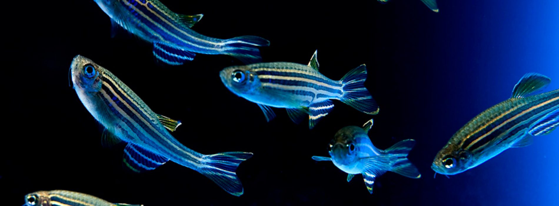 Basic techniques for breeding, maintenance and biological experiments with zebrafish