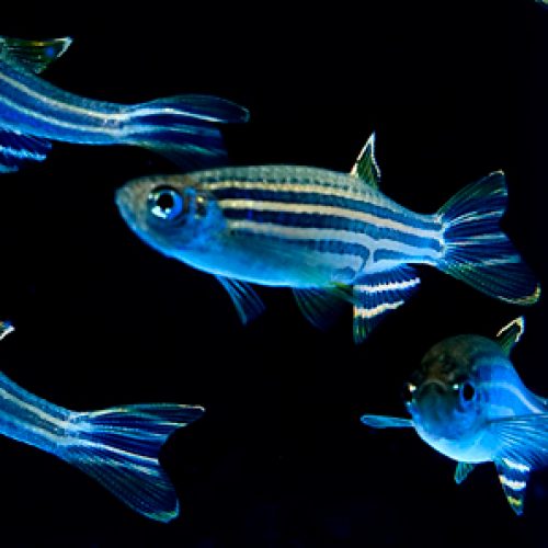 Basic techniques for breeding, maintenance and biological experiments with zebrafish