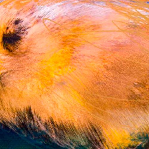 They discover new Chilean mammal: is a robust, bigeye rodent and colicorto