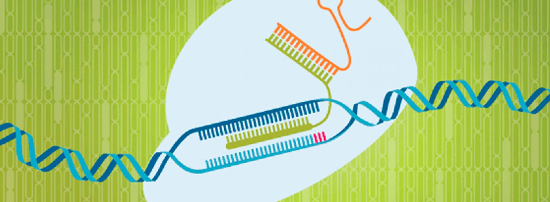 Join our webinar – Optimized methods to use Cas9 nickases in genome editing