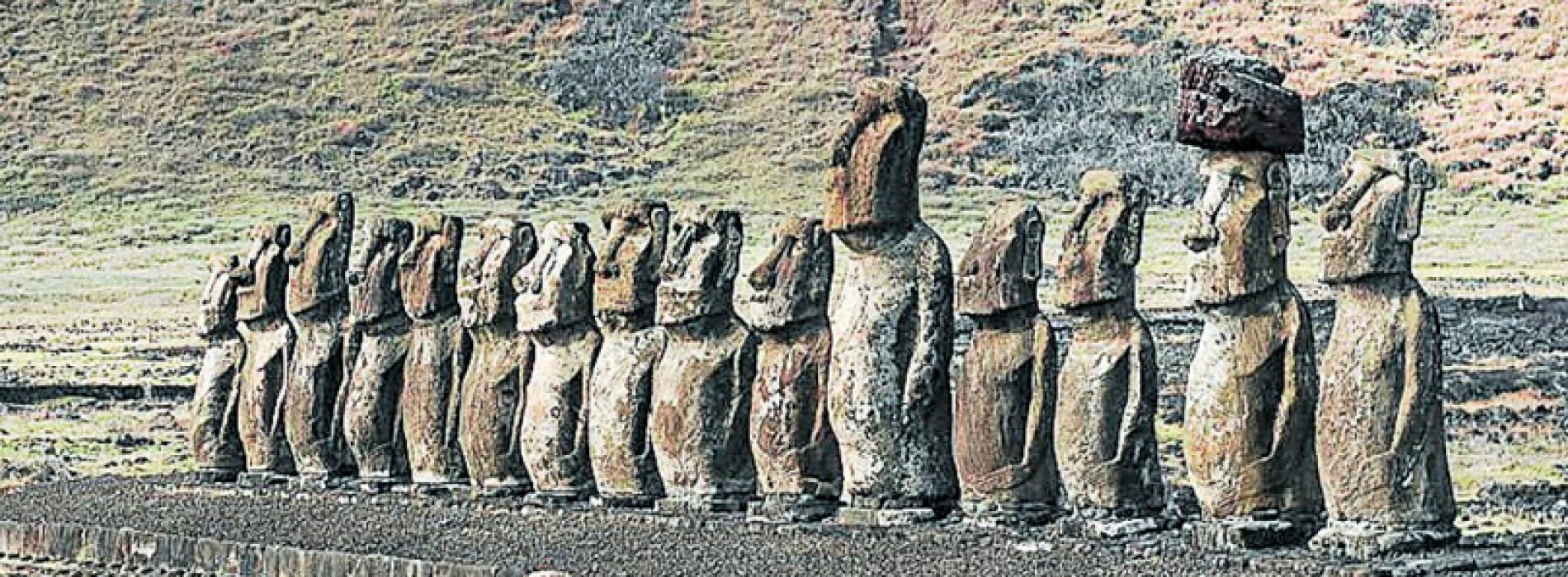 They seek to decipher the genetics of extinct tree of Easter Island