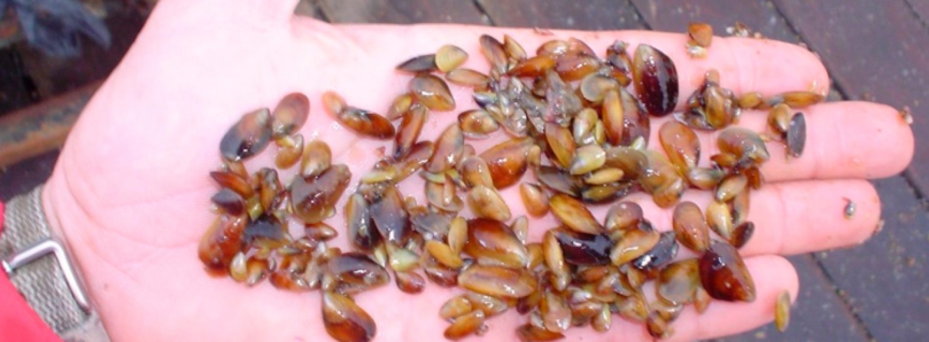 Innovative project will allow to recognize and count seeds of mussels
