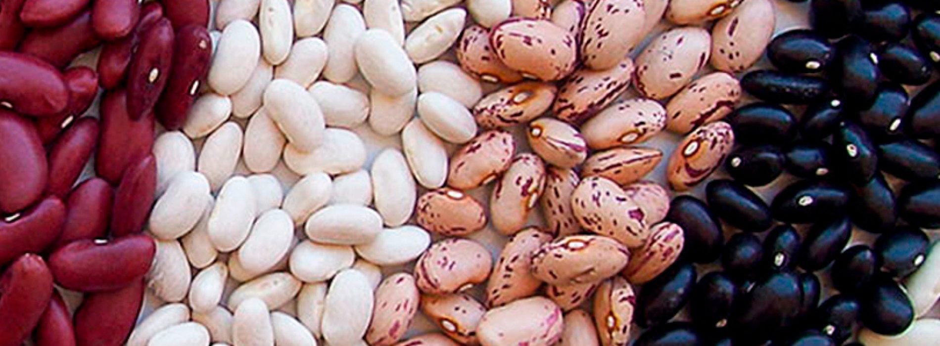 Beans: revitalizing an ancestral and healthy food consumption