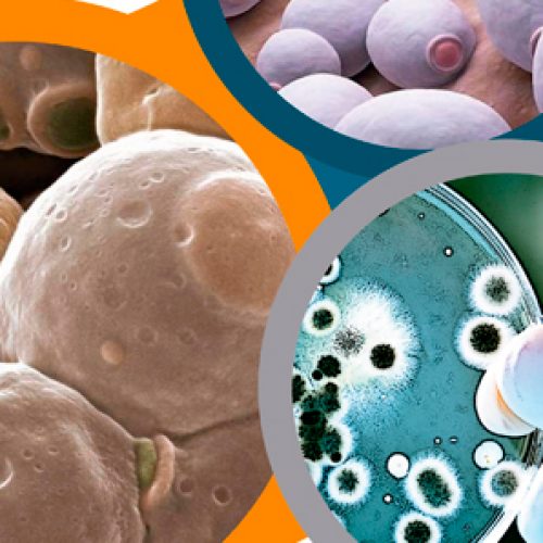Encuentro de Biotecnología de Levaduras – EBL 2018