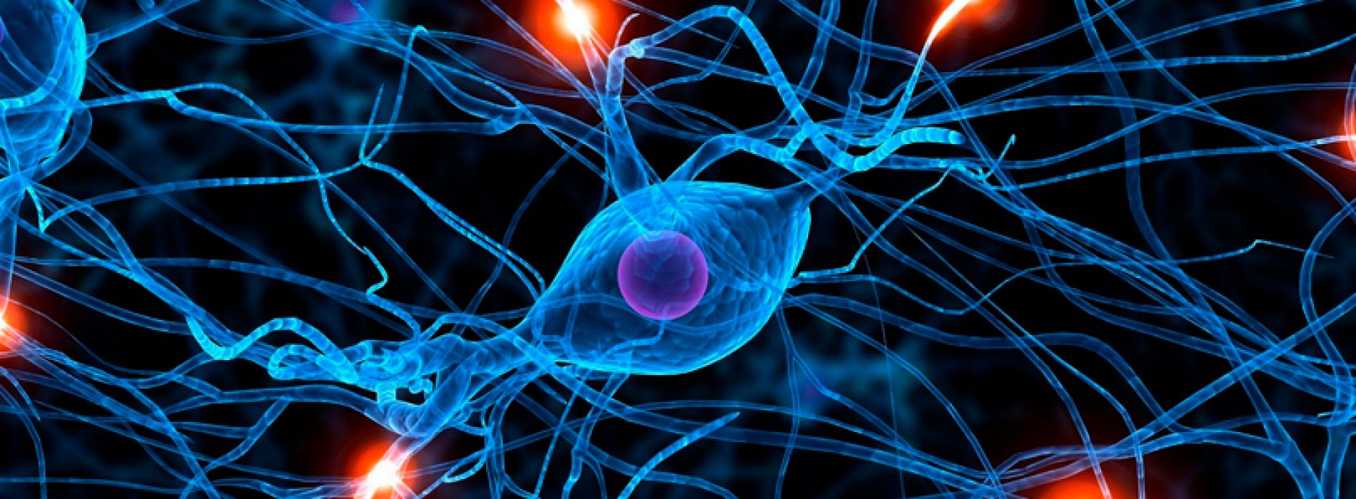 Súper descubrimiento: las neuronas pueden eliminar la proteína que provoca Alzheimer