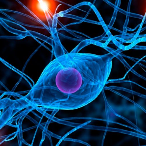 Super discovery: neurons can eliminate protein that causes Alzheimer's disease