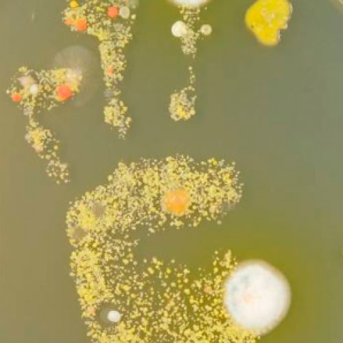 We are microbes