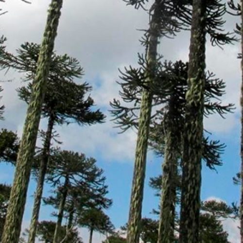 Plants and trees census determines there 5.471 species that grow in the country