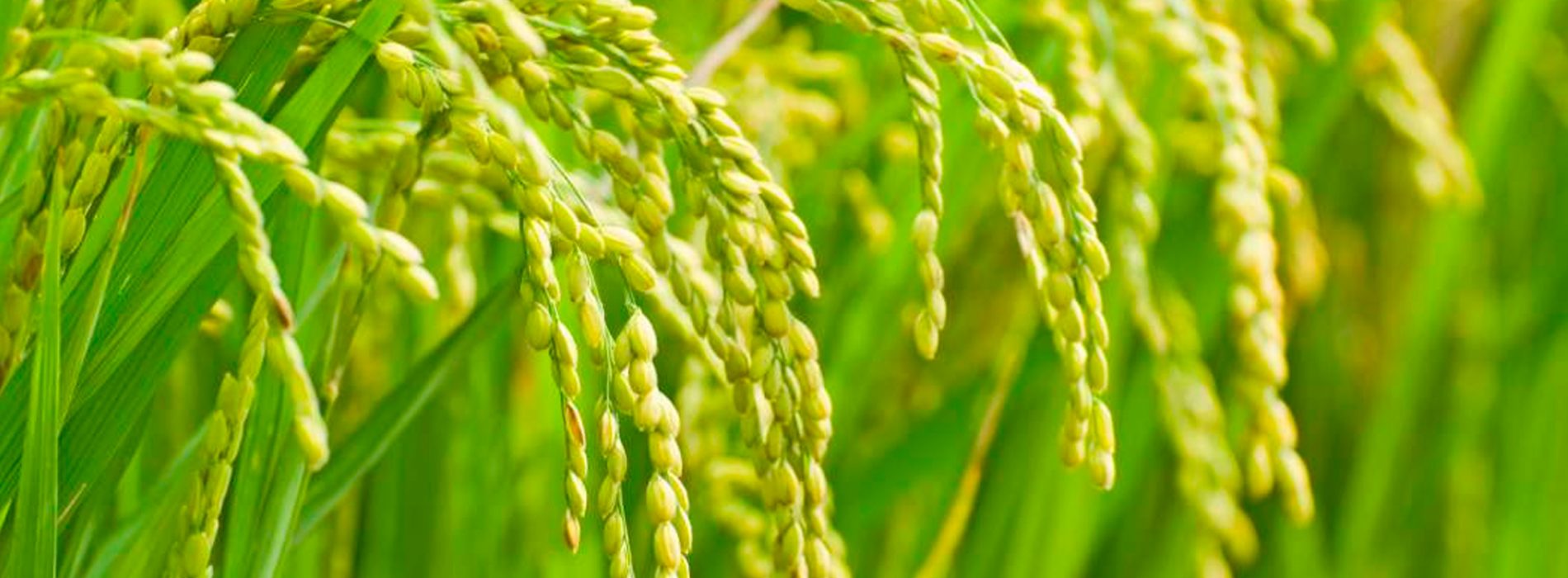 Actividad sinérgica de tres proteínas de arroz neutraliza el virus VIH