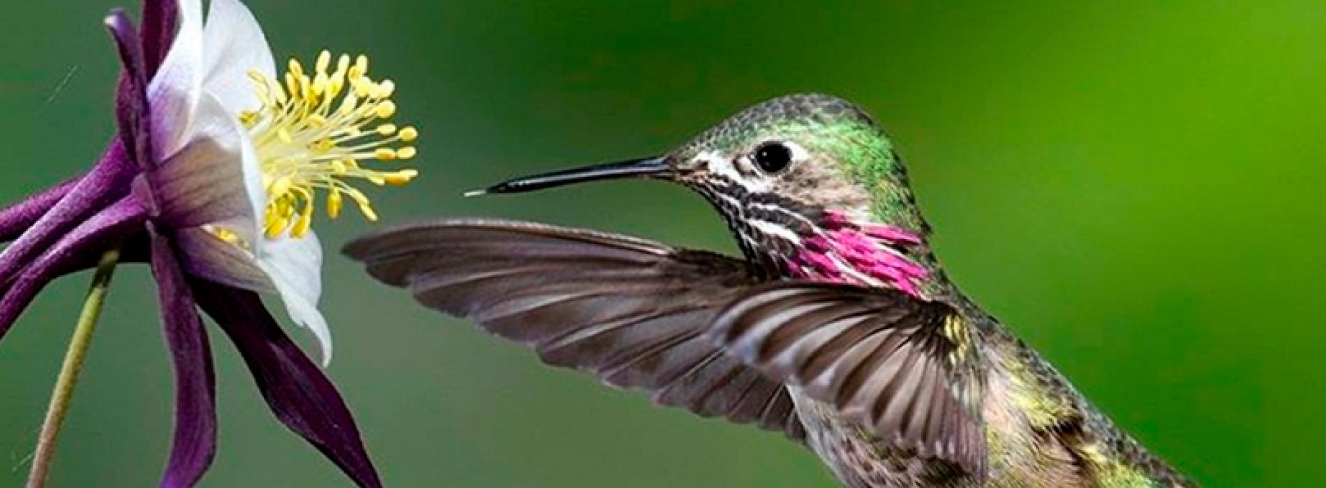 Patio Bellavista: Birds of Chile in exhibition