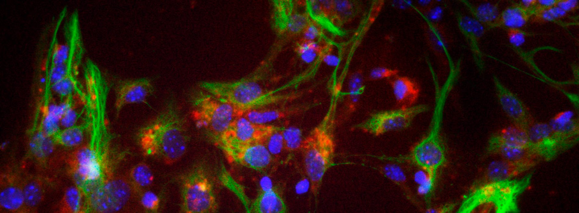 Called nominations doctorate in neuroscience USACH 2019