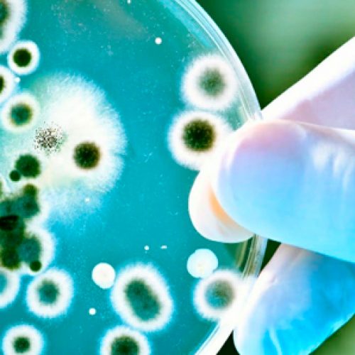 Científicas chilenas utilizan bacterias para biorremediar contaminantes industriales