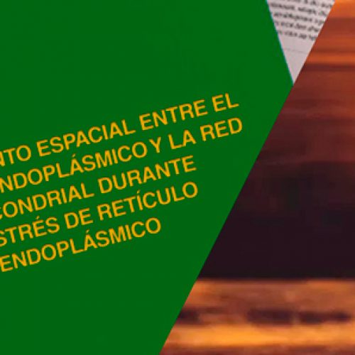 Tesis Magíster Roberto Bravo 2009, revisar en historia