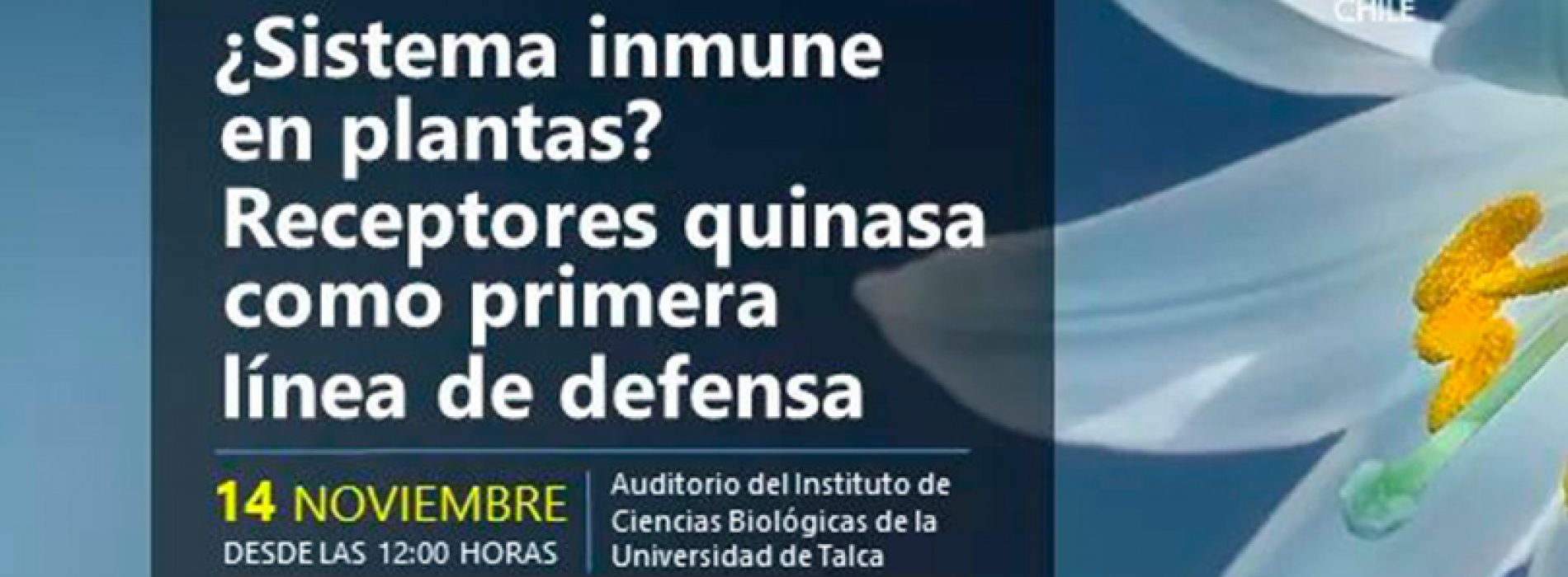 ¿Sistema inmune en plantas? Receptores quinasa como primera línea de defensa