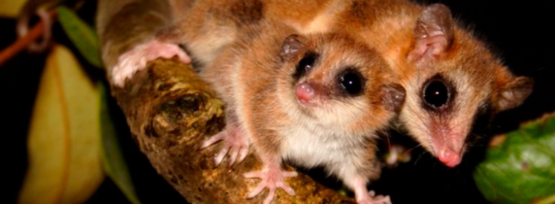 Científicos chilenos publican primer estudio a nivel mundial sobre los genes de la hibernación en marsupiales