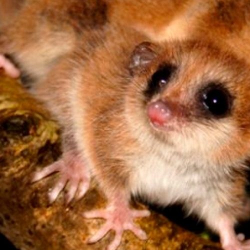 Chilean scientists publish first study worldwide on the genes of hibernation in marsupials