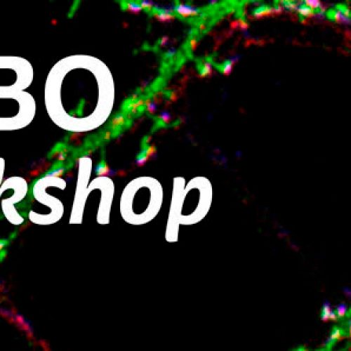 EMBO Workshop: "Emerging Concepts of the Neuronal Cytoskeleton 5th Edition"