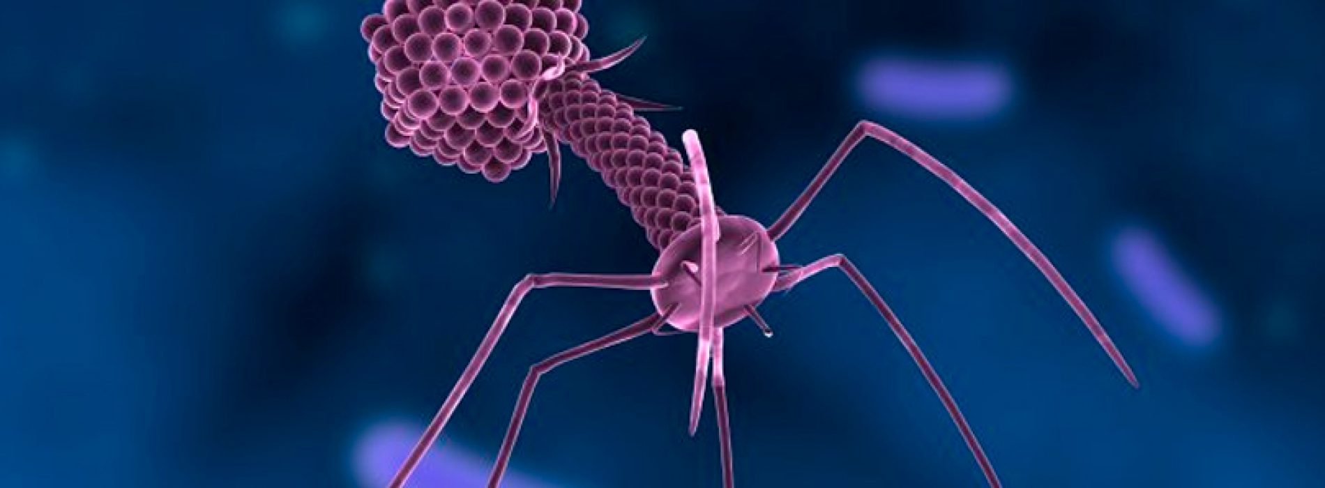 La agencia americana FDA aprueba ensayo clínico con bacteriófago